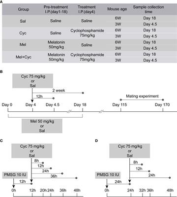 Melatonin prevents cyclophosphamide-induced primordial follicle loss by inhibiting ovarian granulosa cell apoptosis and maintaining AMH expression